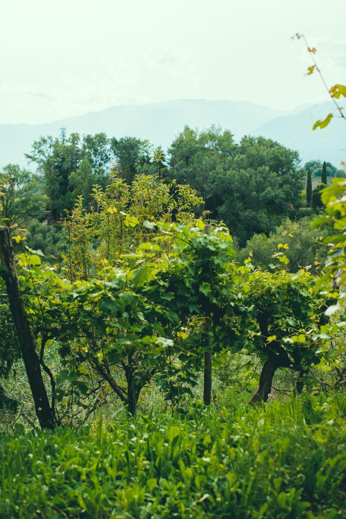 Asolo Norah'S Hill Agri Rooms Monfumo Экстерьер фото